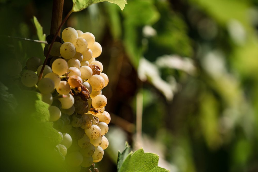 Hála az ételért, hála az életért